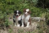 BERGER AUSTRALIEN PUPPIES 079